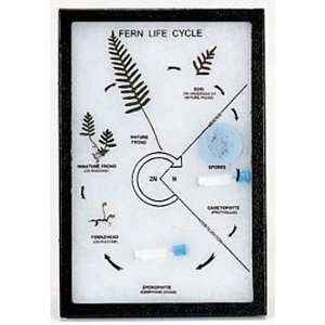  Fern Life Cycle Biorama(tm): Industrial & Scientific