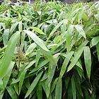   Indocalamus tessellatus, hardy tropical bamboo plant, grows 2 leaves