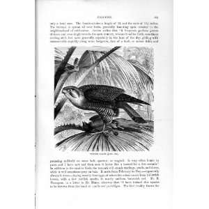    NATURAL HISTORY 1895 TURUMTI FALCON BIRD PREY PRINT