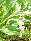 Horsetail Rush Equisetum hyemale Pond/Landscape Plant  