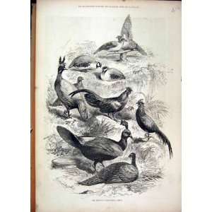   1876 Prince Menagerie Birds Pigeon Chicken Old Print: Home & Kitchen