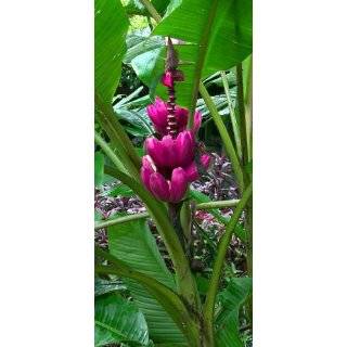  Dwarf Cavendish Banana 5 Seeds   Musa acuminata: Patio 