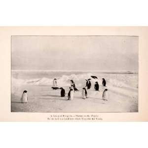  1900 Halftone Print Group Penguins Visitors Belgica Dive 
