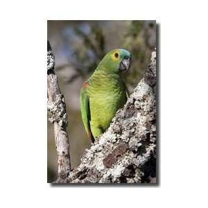  Bluefronted  Parrot Giclee Print