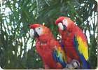 macaw parrots in palm tree leather placemat s ab pa12p location united 