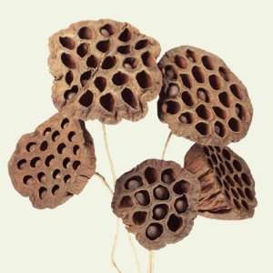  Natural Dried Lotus Pod Stems Package of 3