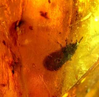 Amber w/ Insects Inclusions, Fossil abmd9ixa183  