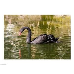 Black swan (Cygnus atratus) swimming in a pond, Australia Poster (24 