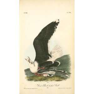   John James Audubon   24 x 40 inches   Great Black backed Gull . Male