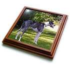 3dRose LLC Dogs Great Dane   Blue Merle   Framed Tiles