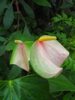 BUTTERFLY ANTHURIUM PLANT  