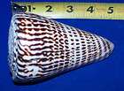 xlarge letter cone conus seashells crafts collector shell fish tank