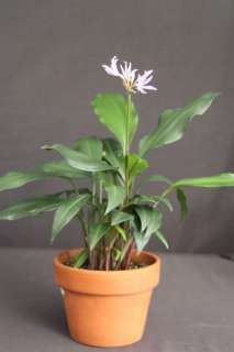   espiritensis RARE Tropical Bulb Mini Blue Amaryllis Easy Indoor Plant