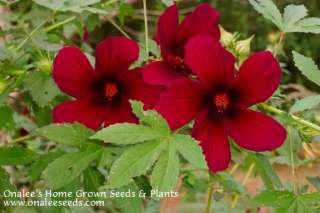 24+ October Rose   Rich Ruby Red Annual Hibiscus Seeds  