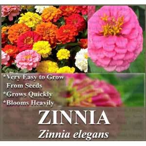  150 ZINNIA MIX FLOWER SEEDS~ HEAVY BLOOMS Showy Flowers 