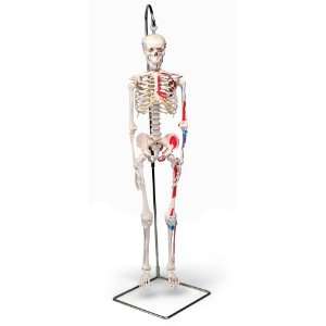  3B Scientific Mini Skeleton Painted Health & Personal 
