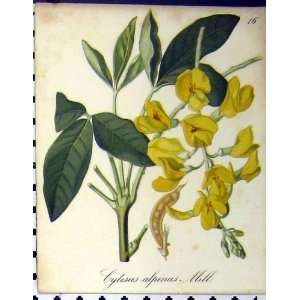  Seboth 1879 Alpine Plant Cytisus Alpinus Nature Print 
