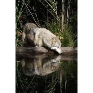  Gray Wolf Portrait in Natural Habitat   Peel and Stick 