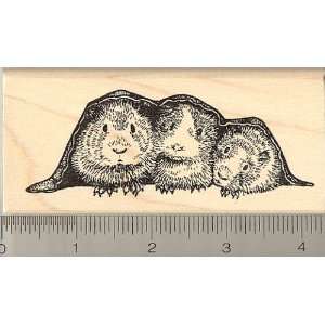  Three Guinea Pigs in a Blanket Rubber Stamp   Wood Mounted 