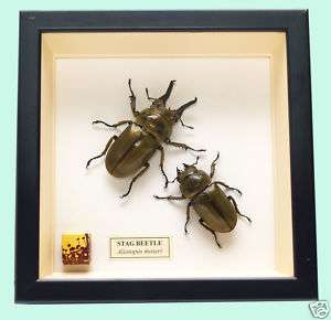 VERY RARE GOLDEN STAG BEETLES   ALLOTOPUS MOSERI (3)  
