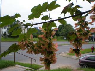 Sycamore Maple (Acer pseudoplatanus) 20+ seeds  