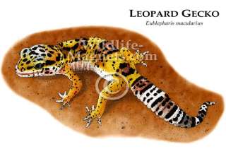Leopard Gecko Collectible Art Refrigerator Magnet  