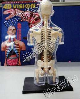 4D Puzzle Human Anatomy Model Transparent Body Skeleton Torso NEW 