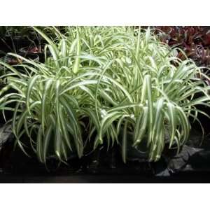   Plant Chlorophytum comosum Variegated Live Plant: Patio, Lawn & Garden