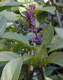 THAI BASIL ( Ocimum basilieum ) 50 seeds  