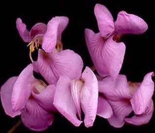 Fragrant Cape Lilac (Virgilia divaricata)   Seed  