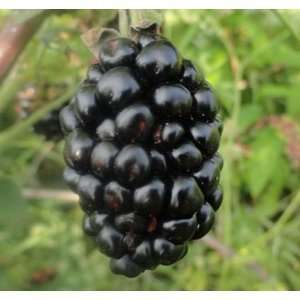  Black Diamond Blackberry Fruit Seed Pack BULK 500 Seeds 