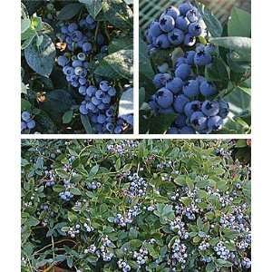  Blueberry, 90 days of Fruit Southern Collection 3 Plants 