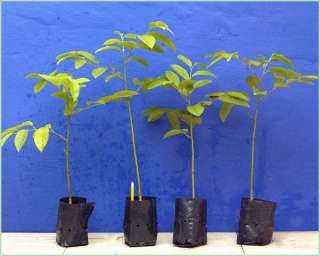 Ylang Ylang tree Canaga Odorata Chanel #5 Organically grown  