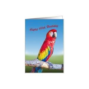  Birthday, 60th, Macaw Parrot Card: Toys & Games