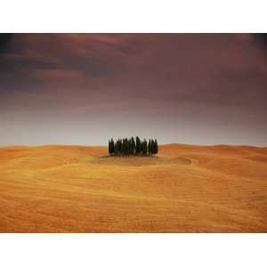 Cypress Trees in Tuscan Field, Val dOrcia, Siena Province, Tuscany 
