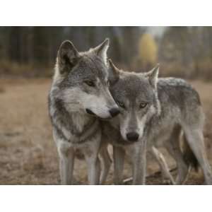  A Couple of Gray Wolves, Canis Lupus, Stand Next to One 