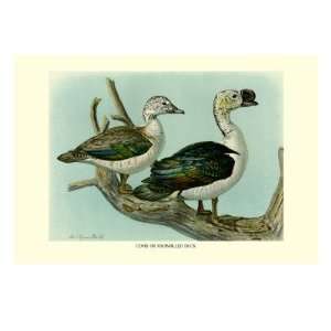  Knob Billed Ducks by Louis Agassiz Fuertes, 24x32