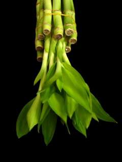 10 STALKS OF 8 INCH LUCKY BAMBOO FOR FENG SHUI OR GIFTS  