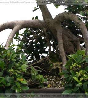 Live Green Island Bonsai Tree      Real Old Plant w/Pot  