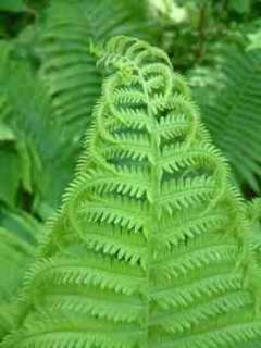 Ostrich Ferns, 2 3 years old, 10 Plants, Pre Order