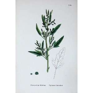  Fig Leaved Goosefoot Sowerby Plants C1902 Chenopodium 
