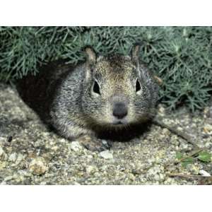  California Ground Squirrel (Spermophilus Beecheyi) Fort 