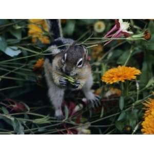  Golden Mantled Ground Squirrel Among Flowers Stretched 