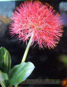 BigBulb Blood Flower Red Color Flower + Free Phyto  
