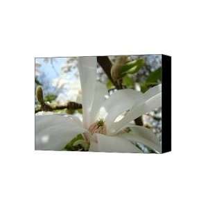  MAGNOLIA FLOWERS White Magnolia Tree Flower Art Spring 