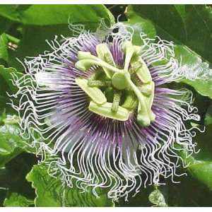  1 Purple Fruited Passion Plant Passiflora edulis 3 POT 