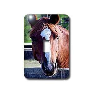  Horse   Quarter Horse Mare   Light Switch Covers   single 