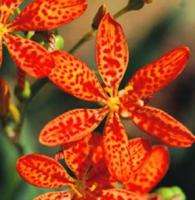 Leopard Lily (Belamcanda chinensis)   25+ SEEDS  