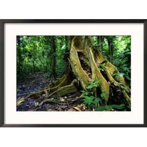 Close up of Base of Tree with Roots in Rainforest, Costa Rica Framed 